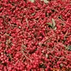 Chinese prickly ash/sichuan pepper
