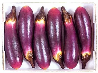 
Eggplant 