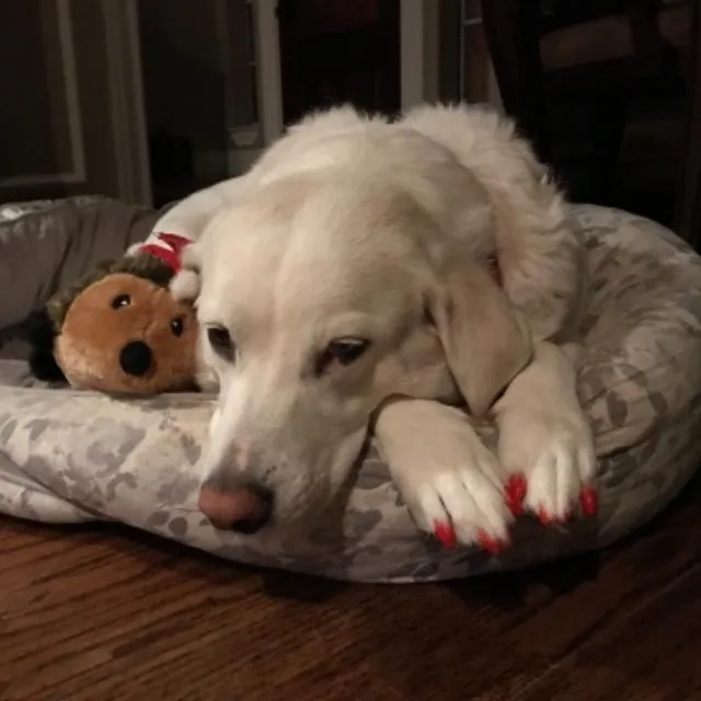 New Colorful Safe Dog Nail Caps Soft Dog Claw Caps Nail Protector With