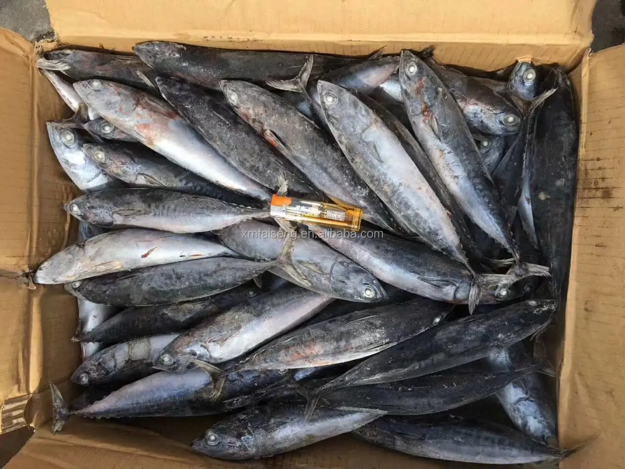 whole small size frozen bonito seafood WR tuna fish from China