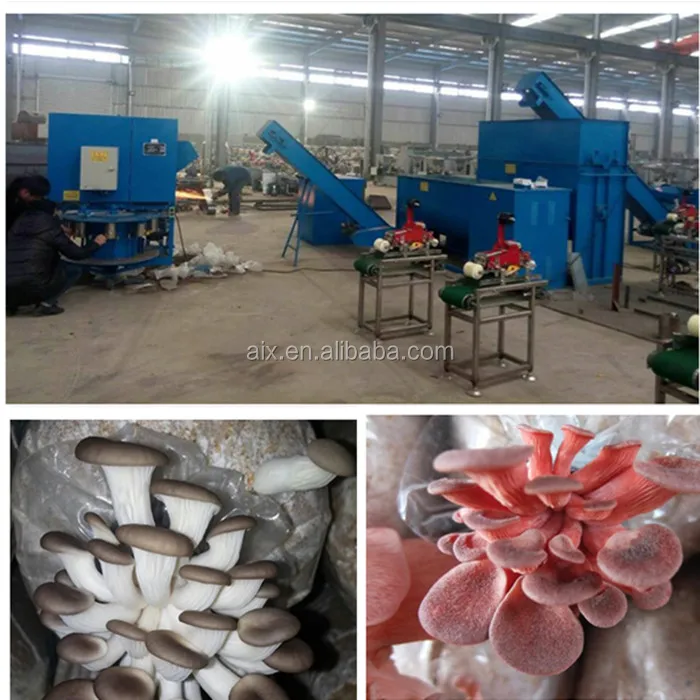 High Quality King Oyster Mushroom Farming Equipment/king Oyster