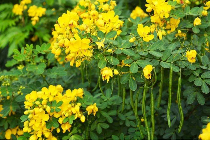 factory supply cassia seed extract, semen cassiae extract