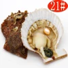 AAA 6-8mm Edison Pearl Oyster Shell Individual Vacuum Packaging Experimental Bead Wholesale
