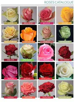 Fresh Cut Roses - Buy Single Rose Product on Alibaba.com