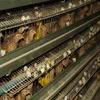 Hot selling used layer quail cage with auto water system for sale
