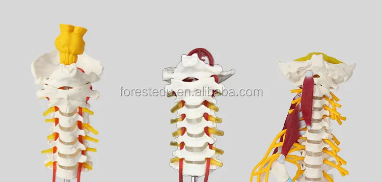 1 vertebral column.jpg