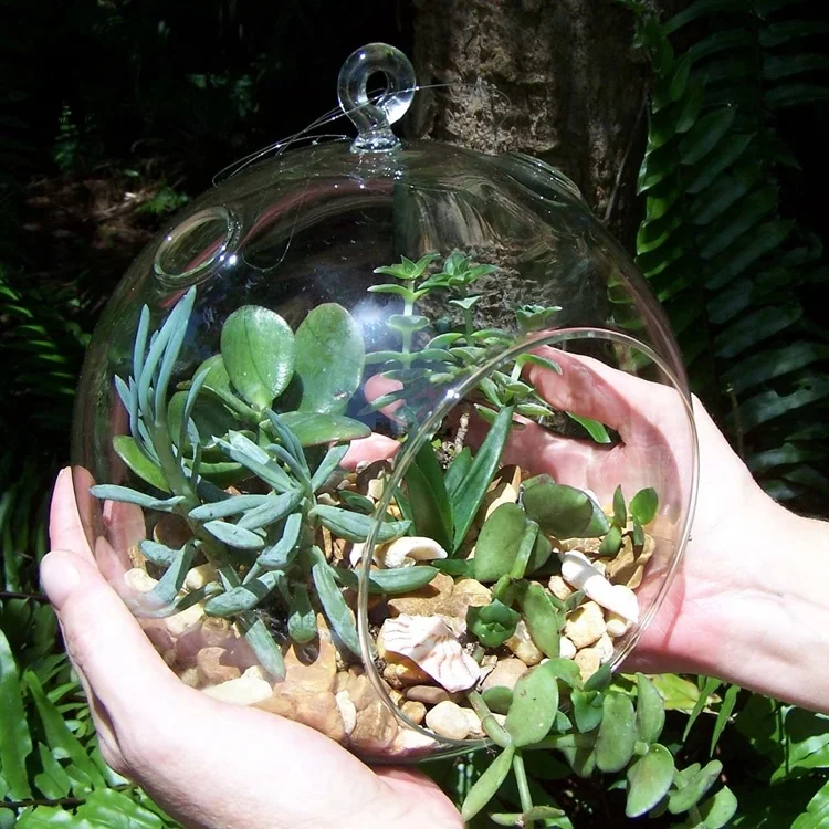 Hanging Glass Globes Air Plant Terrarium For Home Decor Buy Hanging