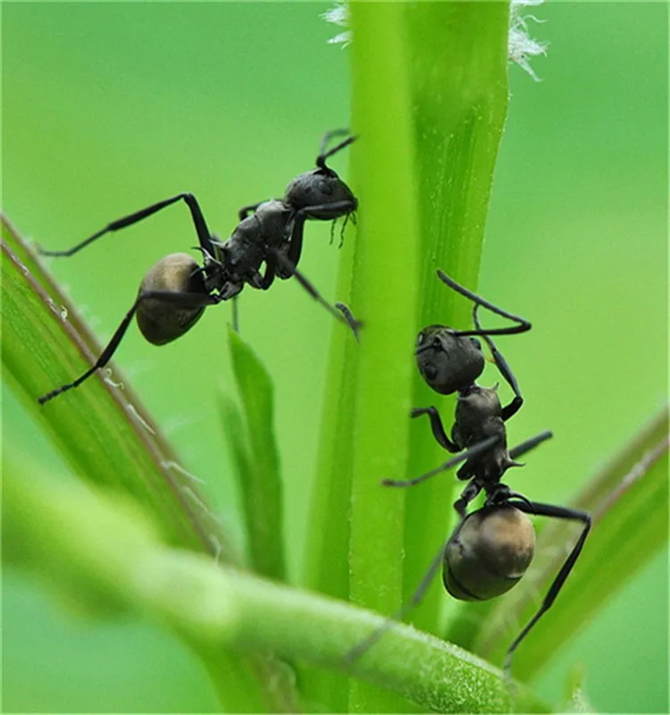 Черный муравей. Горные муравьи. Муравьи сношаются. Большие черные муравьи в саду.