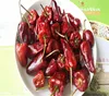 Dried chili,Guizhou lantern chilli