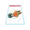 Anatomy model 3D human eye wall chart for knowing eye structure