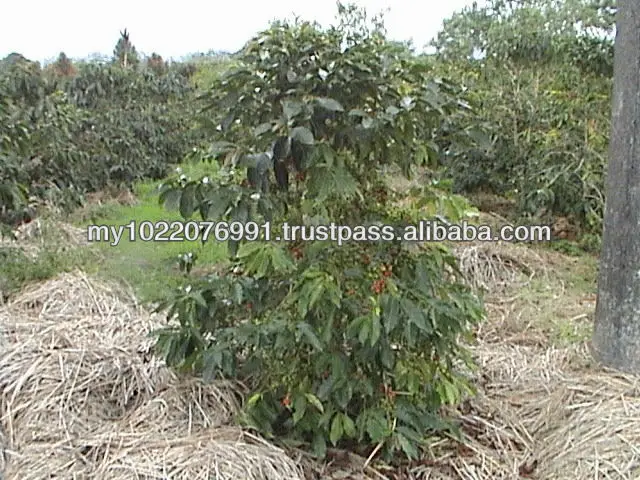 Garcinia cambogia and alli picture 10