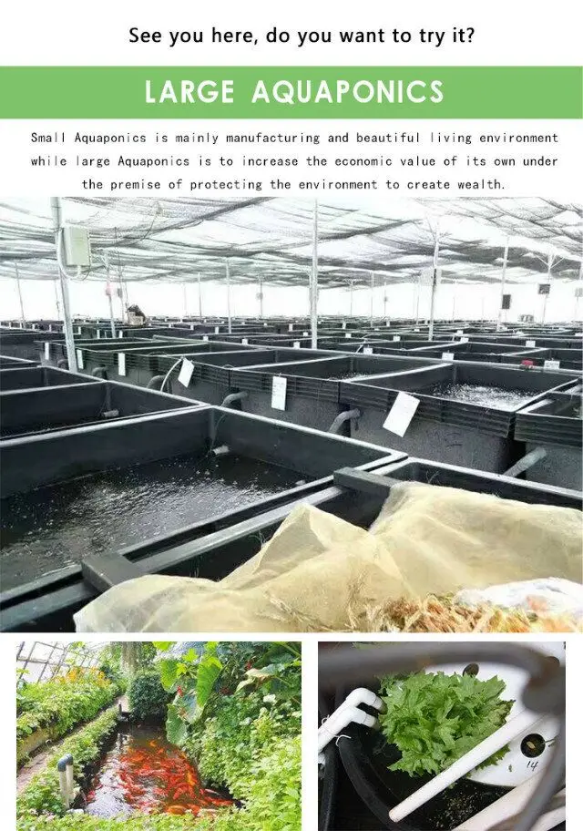 aquaponics 7.jpg