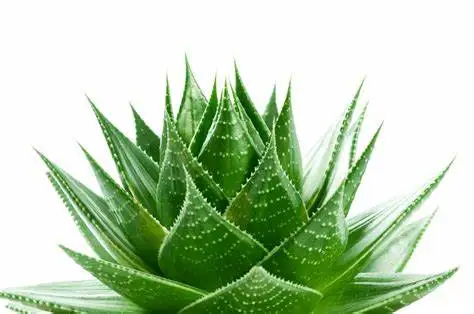 aloe-vera-gel-plant2.jpg