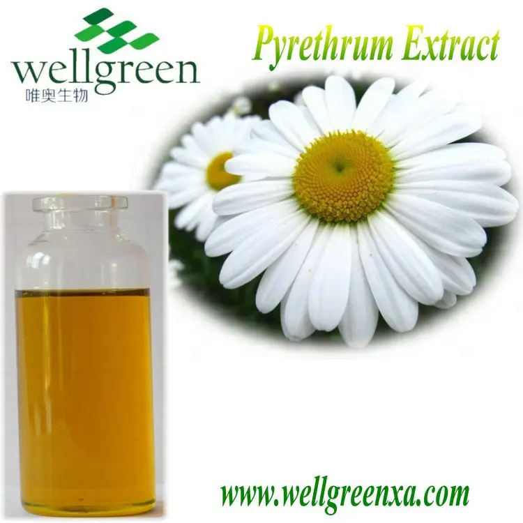 Chrysanthemum Extract Natural Pyrethrum Pyrethrin In Biological