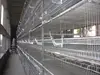 20000 pcs chicken breeding automatic battery design layer chicken cage