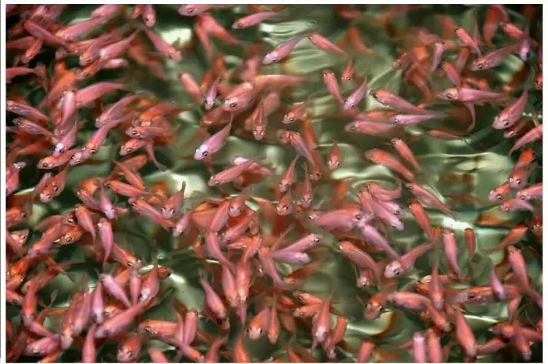 Tilapia Fingerlings Natural Male Tilapia Fingerlings Natural Male