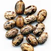 bi ma zi factory supply cheap price top quality natural dried castor bean seeds