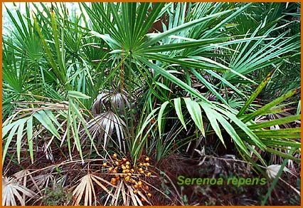 Saw Palmetto può causare disfunzione erettile Saw Palmetto può causare disfunzione erettile