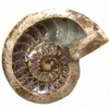 Wholesale natural ammonite fossils crystal cigar ashtray madagascar conch fossils crystal ashtray