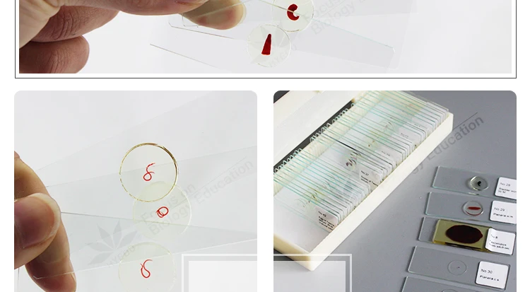 2parasitology slides.jpg