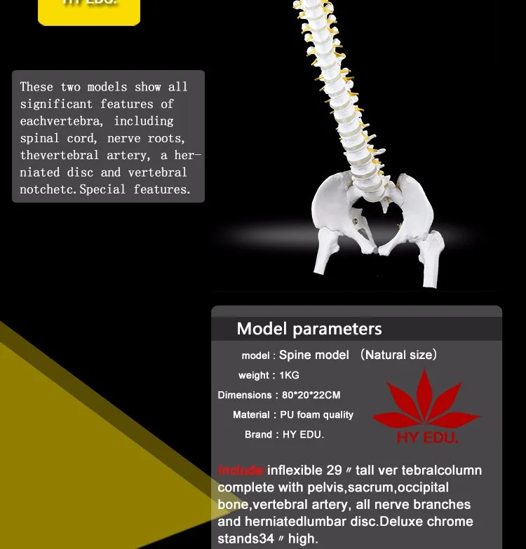 Nutural large factory direct sale artifical medical antomical human spine model.jpg