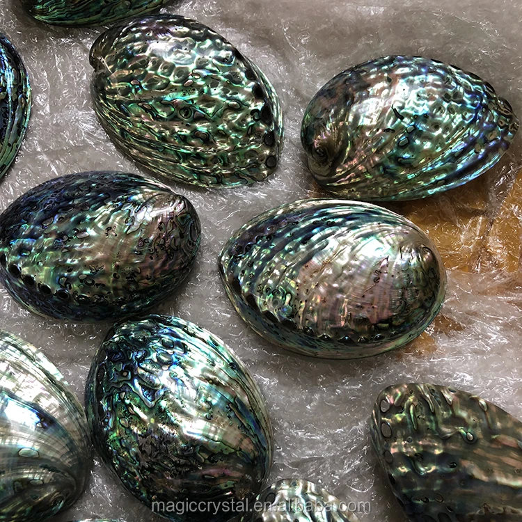 Polished Natural Abalone Shell Flashy Large Abalone Shells Wholesale