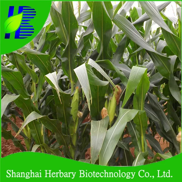 2018 Top Quality Black Corn Seed/purple Corn Seed For Field Planting