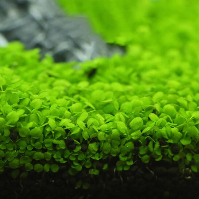 Shanda Aquarium Plant Seeds Aquarium Real Plant Buy Aquarium