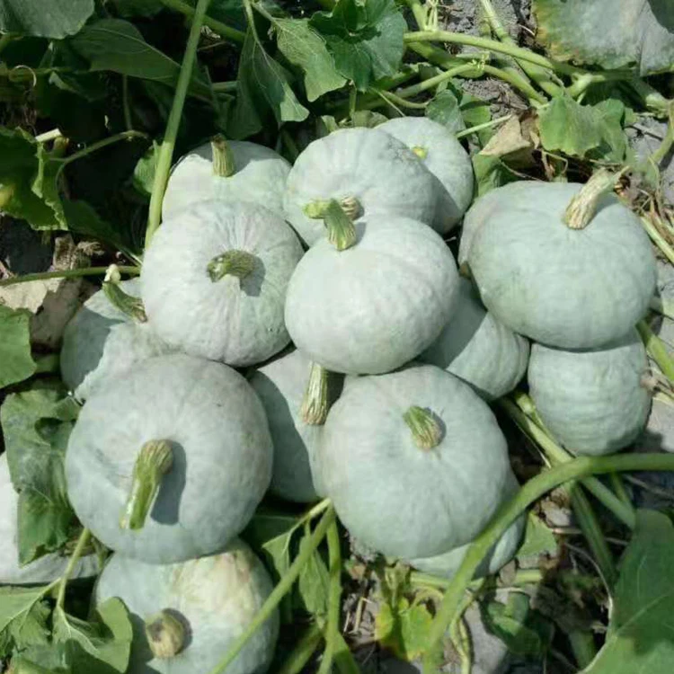 规格南瓜籽高产灰色种子