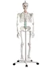 YA/L011 Human Life Size Skeleton Model 176cm Tall