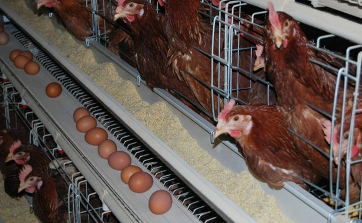 Chicken Equipment Thickened Pvc Feeding Trough Used For Chicken Cage