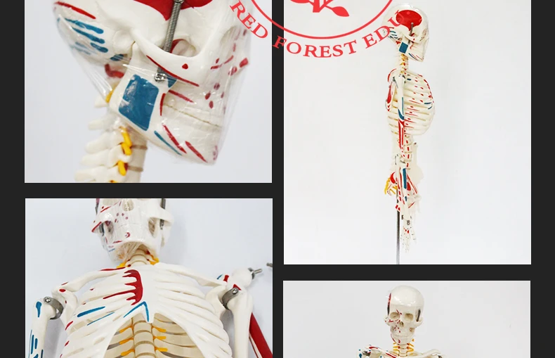 12 artificial skeleton.jpg