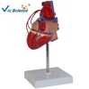 Heart bypass model,Heart bypass training model,Heart bypass teaching model
