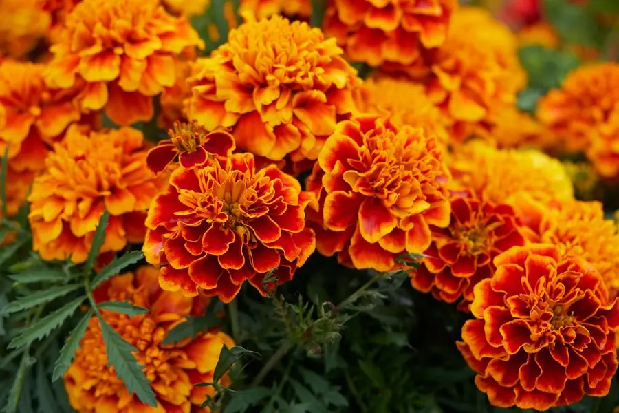 marigold flower extract powder lutein 5% -90%