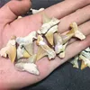 Wholesale Clear shark teeth stone fossil Crystal decoration for sale