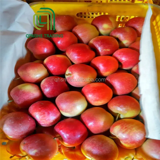 cheap fresh red royal gala apple with high quality