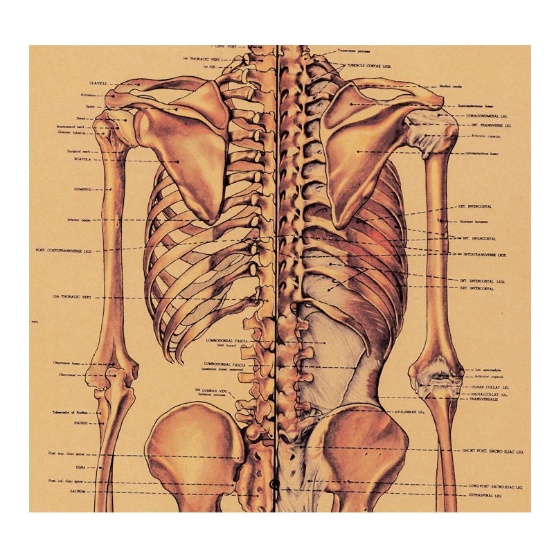 Анатомический плакат. Анатомия человека. Анатомические плакаты. Медицинские плакаты анатомия. Постеры по анатомии.