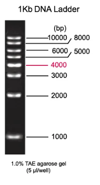 1kb dna ladder buy dna ladder dna electrophoresis dna marker product on alibaba com