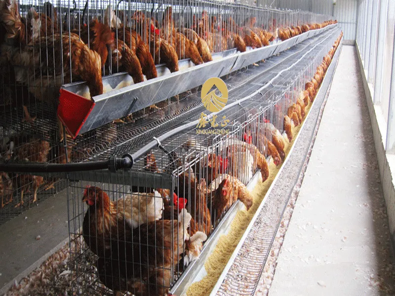 qindao xinguangzheng design galvanized chicken poultry shed