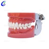 Hospital School Medical Dental Care Model Dental Anatomical Tooth Model