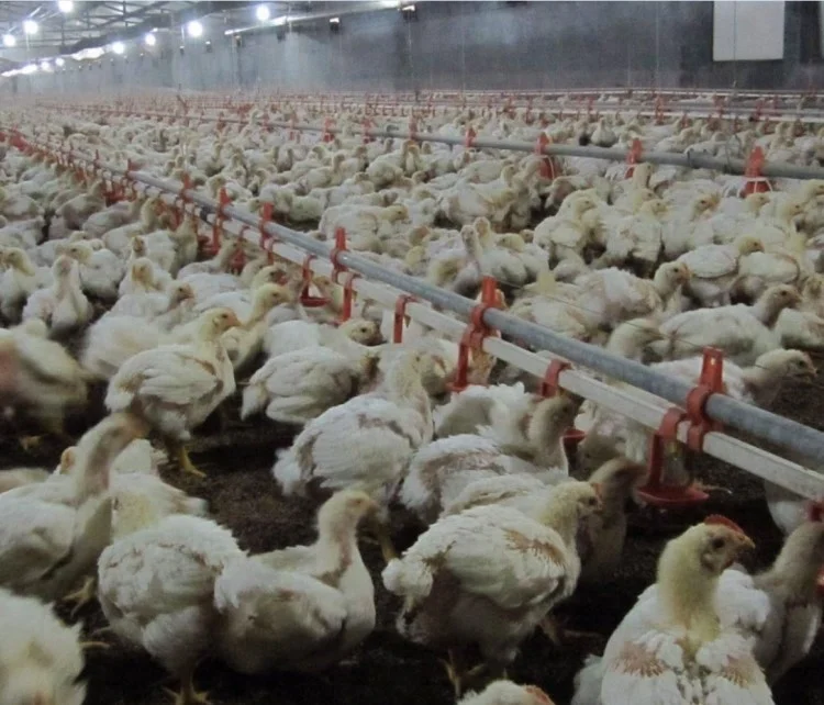 feeding drinking line 3.jpg