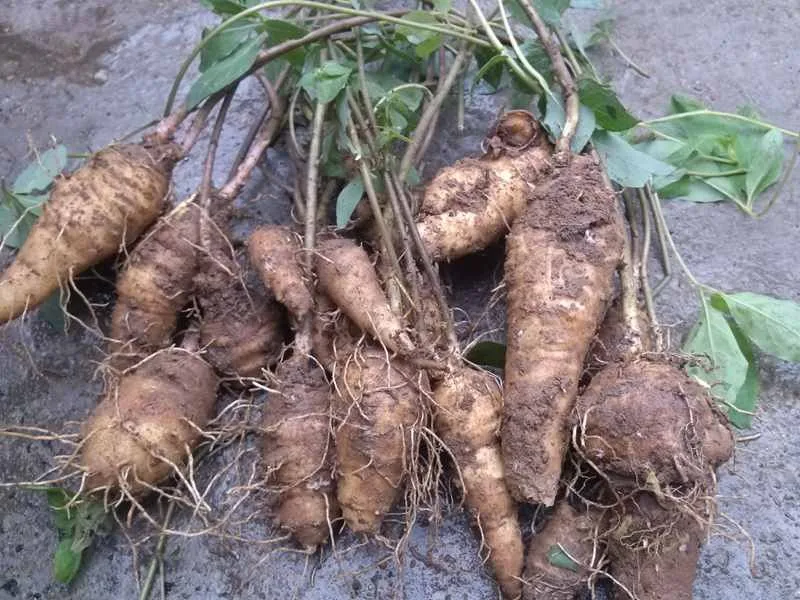 Organic Kudzu Root / Kudzu Root Extract Pueraria Flavonids 40 80