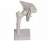 anatomy human hip joint model for medical teaching
