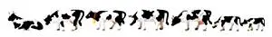 Model Power HO Cows & Calves, Black/White (7) MDP5731