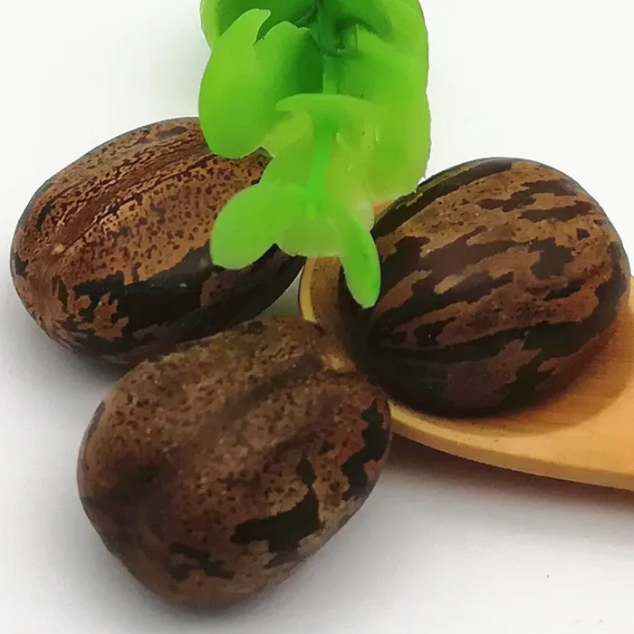 Semillas De árboles De Goma Seca Natural De Alta Calidad Precio Competitivo Para Uso En Plantación Buy árbol De Caucho Semillas De Caucho Natural árbol Semillas De Semillas Para Plantar Product On Alibaba Com