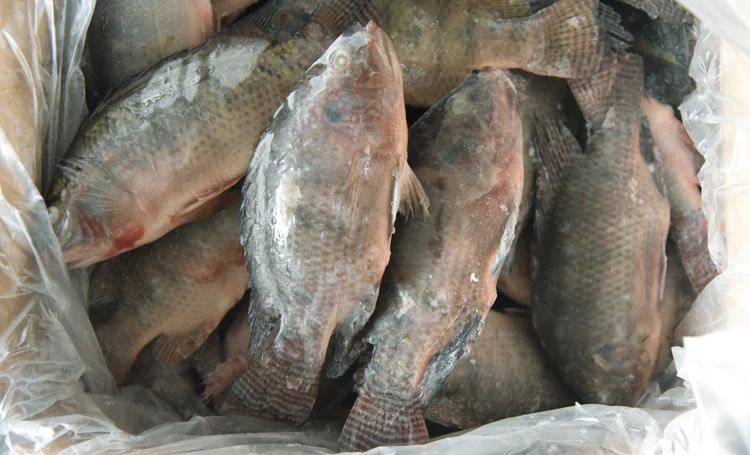 Cheap and Good Quality China Black and Red Tilapia