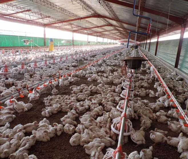 Chicken Farm Tools And Equipment And Their Uses Poultry Feeders