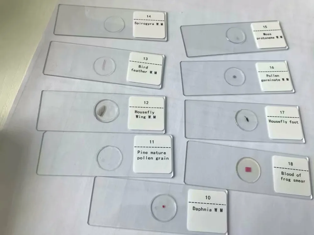25pcs Preparation Specimen Biological Prepared Slides Of Plant And