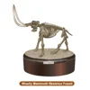 Newest Toys Eco-friendly Small Dinosaur Skeleton for Kids