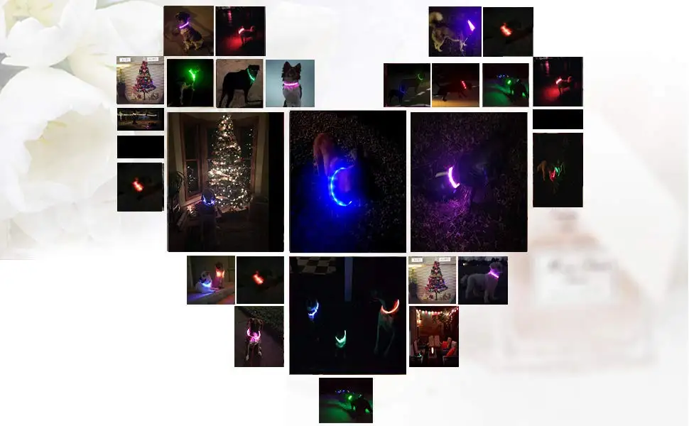LED Dog Collar (18).jpg